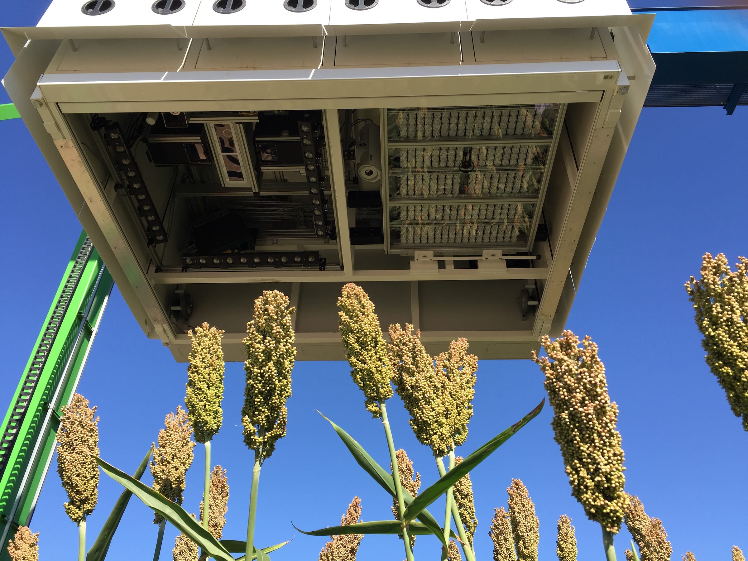 Newswise: U.S. Department of Energy Taps Danforth Plant Science Center for Research To Improve Sorghum as a Bioenergy Crop