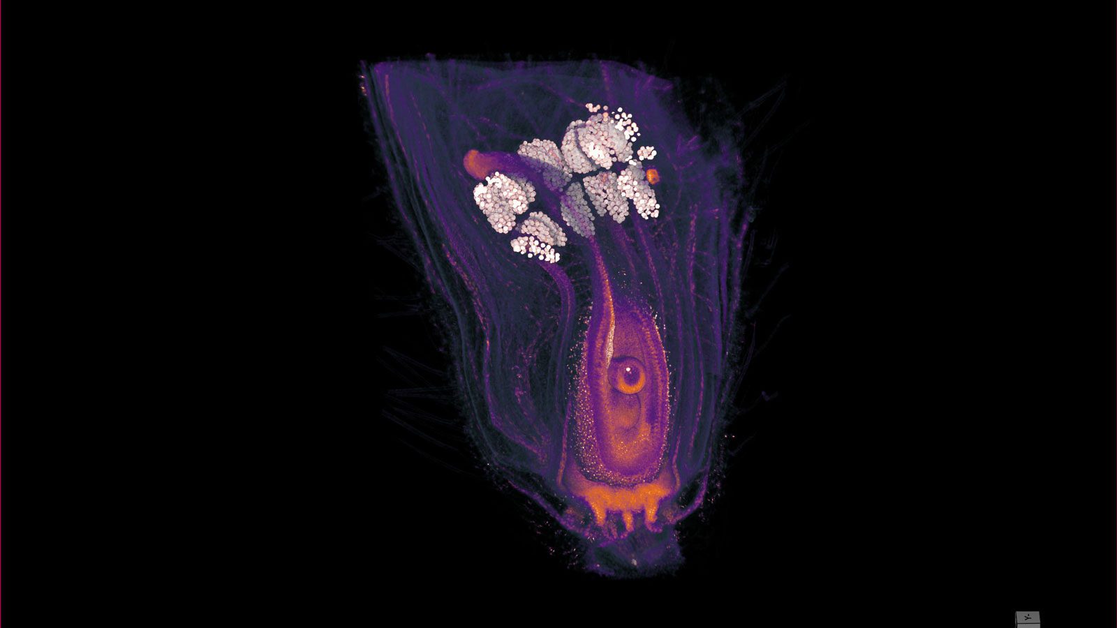 Newswise: Danforth Center scientists develop an unprecedented three-dimensional X-ray microscope methodology to image plants at cellular resolution