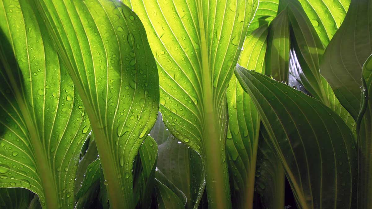 Celebrating Black Plant Scientists Throughout History - Danforth Plant Science Center