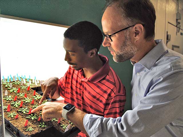 Dr. Kevin Cox and Dr. Blake Meyers looking at plants in a growth chamber at the Danforth Center
