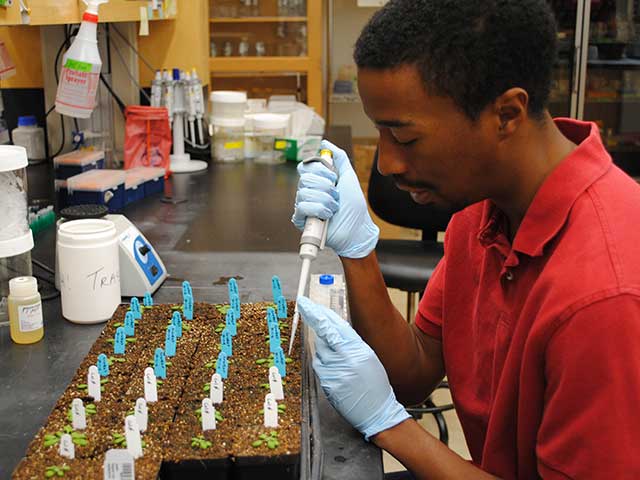 Dr. Kevin Cox working with plants in Dr. Blake Meyers’ Lab at the Danforth Center