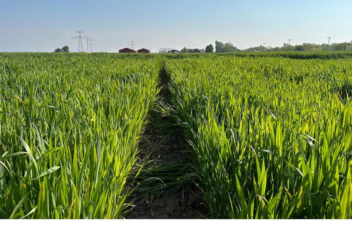 Field Reshearch Field Research Site | Danforth Center